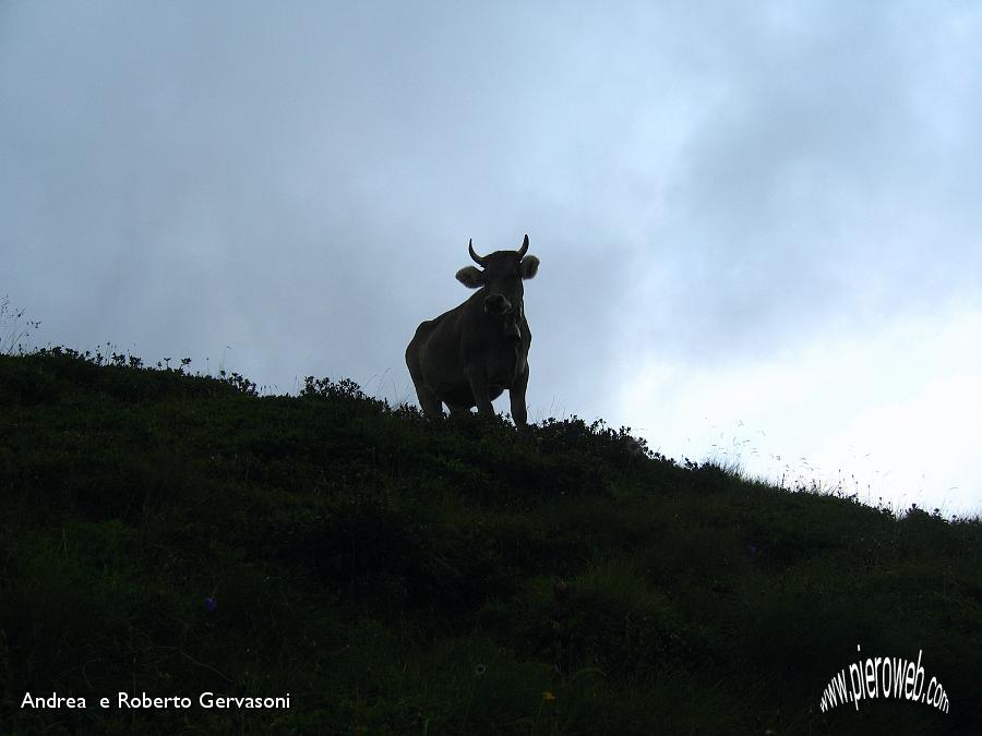 03 Bruna alpina al pascolo al Passo di Mezzeno.jpg